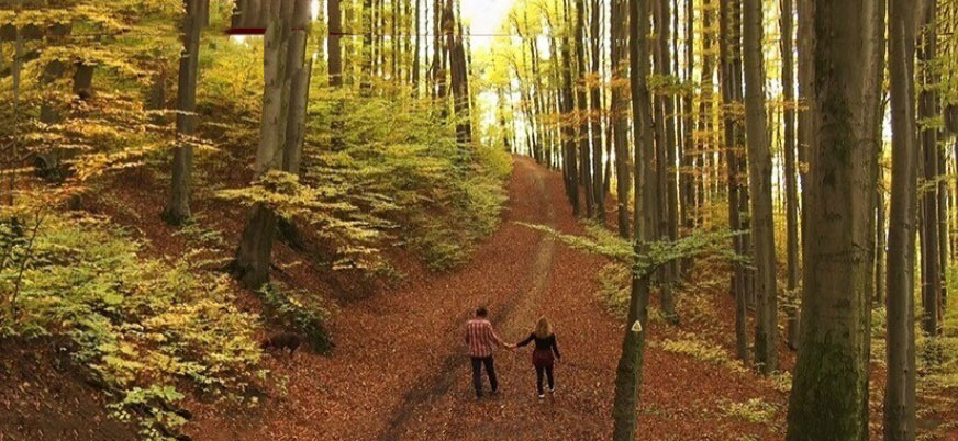 árboles utilizados por casarbor